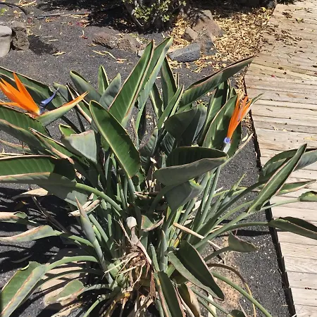 Vrijstaande Appartement *